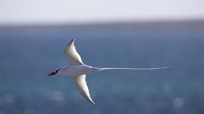 phoca_thumb_l_TS5057