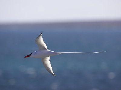 phoca_thumb_l_TS5057