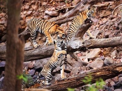 phoca_thumb_l_Tiger_5_stk_62A6015