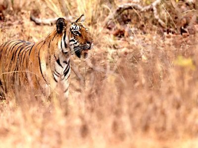 phoca_thumb_l_Tiger_62A0991
