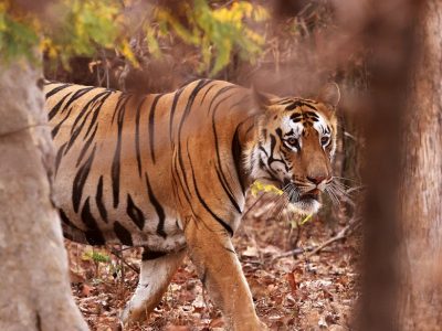 phoca_thumb_l_Tiger_62A4506
