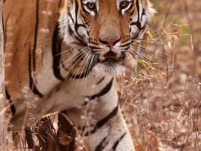 phoca_thumb_l_Tiger_62A4557