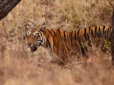 phoca_thumb_l_Tiger_Tadoba_62A1055