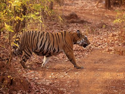 phoca_thumb_l_Tiger_crossing_62A4633