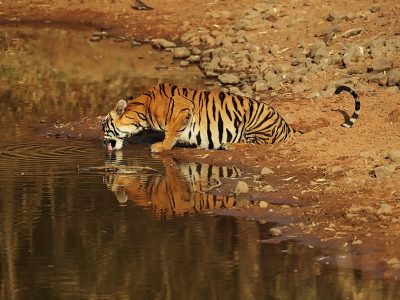 phoca_thumb_l_Tiger_drikker