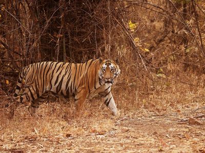 phoca_thumb_l_Tiger_helfigur_62A4716