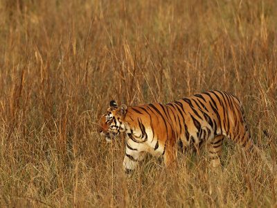phoca_thumb_l_Tiger_i_gras_dag_2