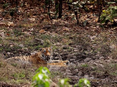 phoca_thumb_l_Tiger_i_slepytt_62A0565