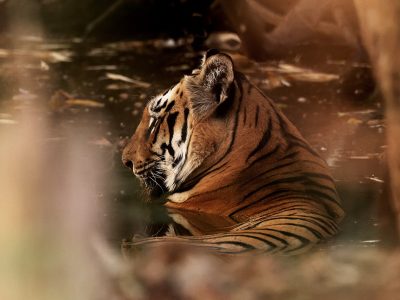 phoca_thumb_l_Tiger_i_vann_62A4244
