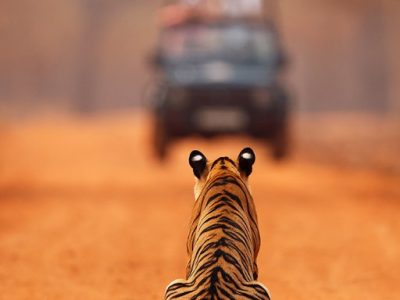 phoca_thumb_l_Tiger_og_bil_Tadoba_62A7307