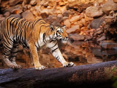 phoca_thumb_l_Tiger_p_tre_62A7757