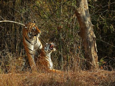 phoca_thumb_l_Tiger_paring_2