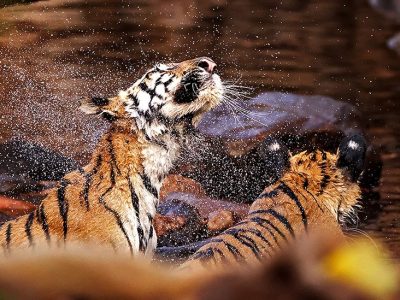 phoca_thumb_l_Tiger_rister_seg2_62A7666_interpolert_og_kroppet