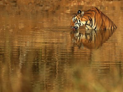 phoca_thumb_l_Tiger_sitter_i_vann_og_drikker