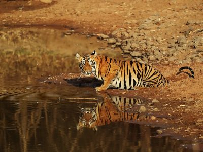 phoca_thumb_l_Tiger_speiler_seg