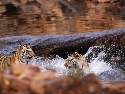 phoca_thumb_l_Tiger_spruter_i_vann_62A7587