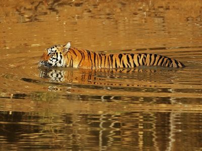 phoca_thumb_l_Tiger_svmmer