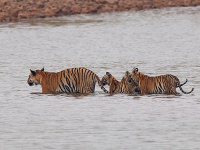 phoca_thumb_l_Tigerkryssing_av_vann_Tadoba_B7A9571