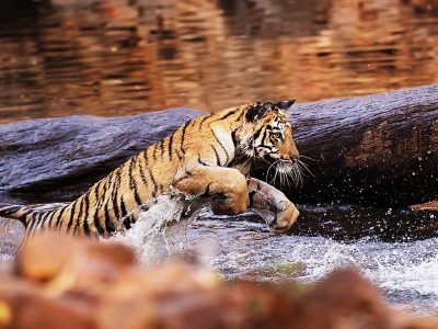 phoca_thumb_l_Tigersprang_i_vann_62A7594