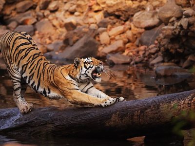 phoca_thumb_l_Tigerstrekk_og_gjesp_62A7790