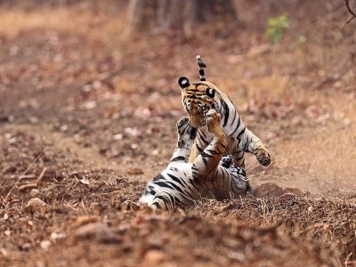 phoca_thumb_l_Tigerunger_leiker_B7A3067
