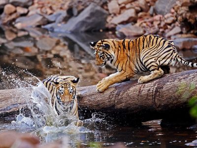 phoca_thumb_l_Tigerunger_leker_p_stokk2_62A6129