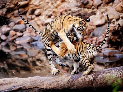 phoca_thumb_l_Tigerunger_leker_p_stokk_62A6116