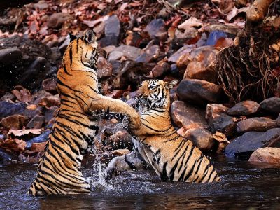phoca_thumb_l_Tigerunger_lekeslss_62A6347