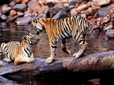 phoca_thumb_l_Tigerunger_p_stamme_62A6850
