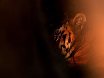phoca_thumb_l_Tigerye_62A4215