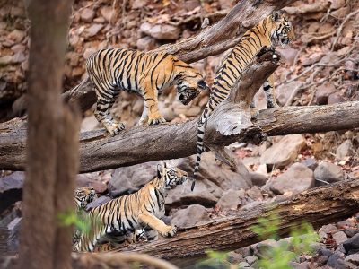 phoca_thumb_l_Tigre_4_stykker_62A6001