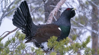 phoca_thumb_l_Tiur_i_furu_formiddag_2._mai_01_21_web