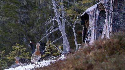 phoca_thumb_l_Tiur_og_to_ryer_tett_pa_fototelt_30_april_01_24-Forbedret-NR_web