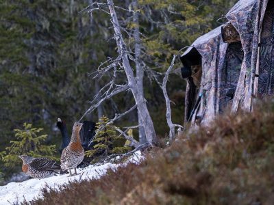 phoca_thumb_l_Tiur_og_to_ryer_tett_pa_fototelt_30_april_01_24-Forbedret-NR_web