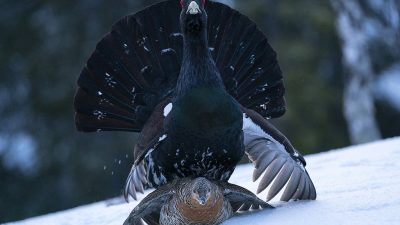 phoca_thumb_l_Tiuren_Tyson_klar_til_paring_1._mai_01_21_web