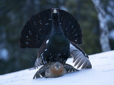 phoca_thumb_l_Tiuren_Tyson_klar_til_paring_1._mai_01_21_web