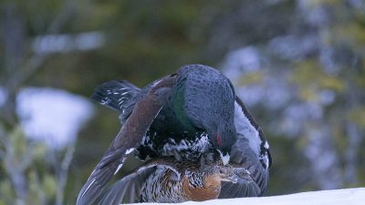 phoca_thumb_l_Tiurparing_natt_30._april_01_21_web