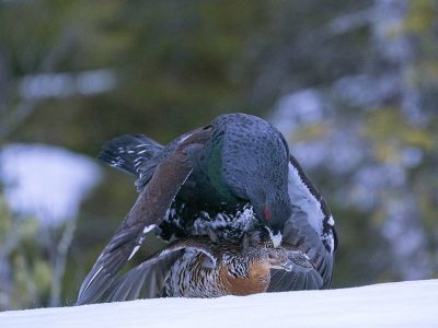phoca_thumb_l_Tiurparing_natt_30._april_01_21_web