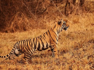 phoca_thumb_l_Toiger_Tadoba_B7A4734