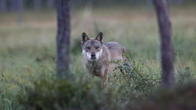 phoca_thumb_l_Ulv_med_intenst_blikk