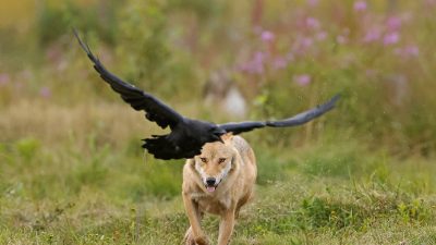 phoca_thumb_l_Ulv_og_ravn