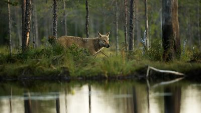 phoca_thumb_l_Ulv_ved_tjernet