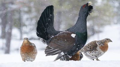 phoca_thumb_l__1Tiur_og_tre_røy_lett_snødrev_mai_01_20_web