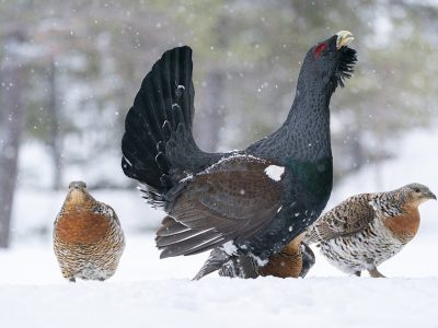 phoca_thumb_l__1Tiur_og_tre_røy_lett_snødrev_mai_01_20_web