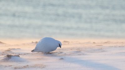 phoca_thumb_l__F6I0024-Edit