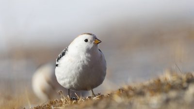 phoca_thumb_l__F6I0359