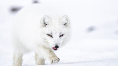 phoca_thumb_l__F6I0676-2