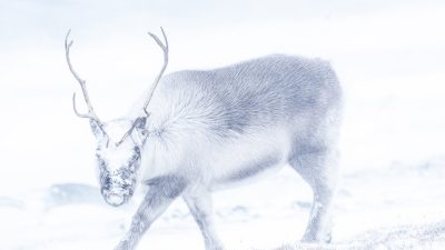 phoca_thumb_l__F6I6628