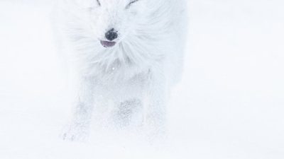 phoca_thumb_l__F6I8345