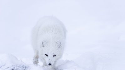 phoca_thumb_l__F6I8783